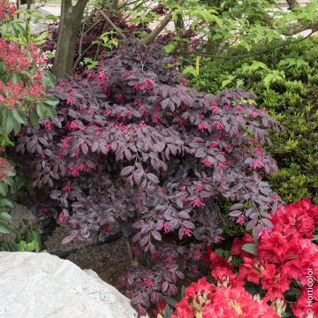 Loropetalum chinense ‘Fire Dance’