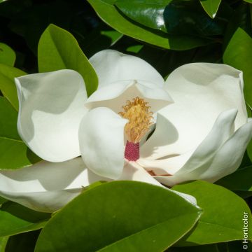 Magnolia grandiflora o magnolia sempreverde a grandi fiori