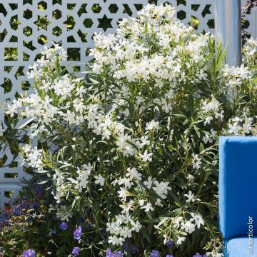 Oleandro o Nerium oleander bianco semplice