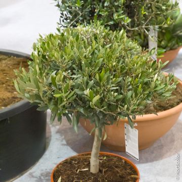 Olivo ¼ tige o Olea europaea