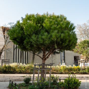 Pino domestico, pino da pinoli o Pinus pinea