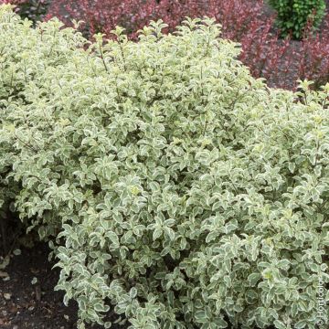 Pittosporum tenuifolium ‘Variegatum’ o Pittosporo a foglie piccole variegato