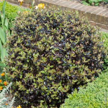 Pittosporum tenuifolium ‘Tom Thumb’ o pittosporo a foglie piccole porpora potato a sfera