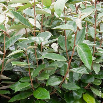 Elaeagnus X ebbingei o Eleagno di Ebbing