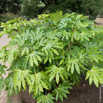 Fatsia japonica o Aralia sieboldii