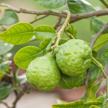 Limone Kaffir o Citrus hystrix