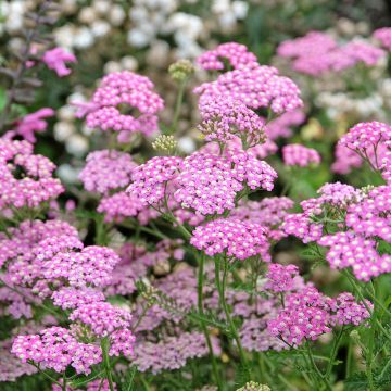 Achillea millefoglie Cerise Queen