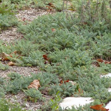 Achill&eacute;e - Achillea crithmifolia Pot de 2L/3L