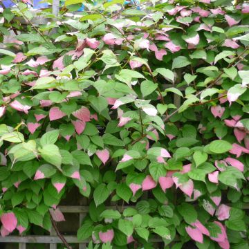 Actinidia kolomikta Eve, Kiwi ornamentale femmina