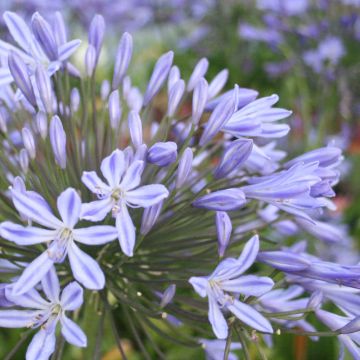 Agapanthus nano Valle della Belle