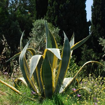 Agave americana variegata o Agave americana 'Variegata'