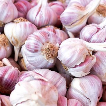 Aglio rosa CLEDOR ® Aglio rosa CLEDOR ®