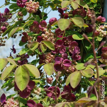 Akebia quinata, Akebia a cinque punte