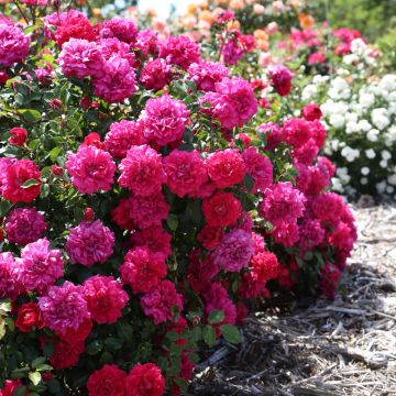 Rosa paesaggistica ALLIANCE ® Meitunion