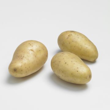 Patata Allians BIO