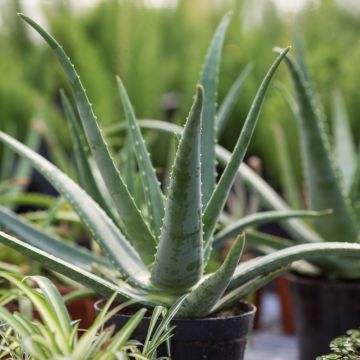Aloe vera o aloe vera