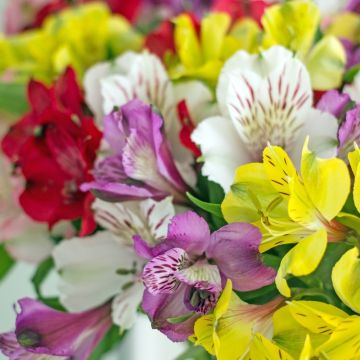 Alstroemerie in mix
