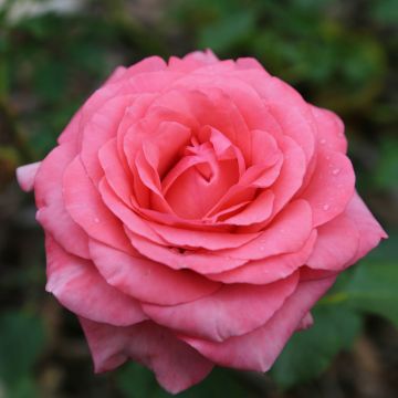 Rosa ARTHUR RIMBAUD ® Meihylvol