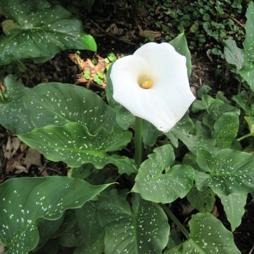 Calla Albomaculata