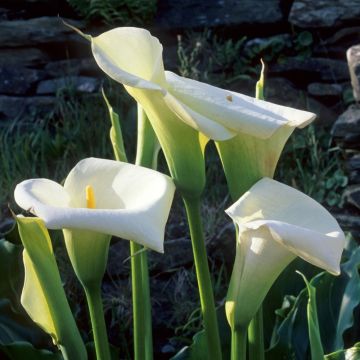 Calla Zantedeschia Aethiopica