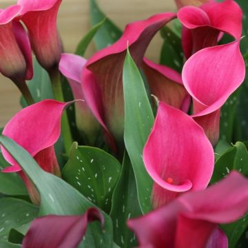 Arum Pink Persuasion Arum Pink Persuasion