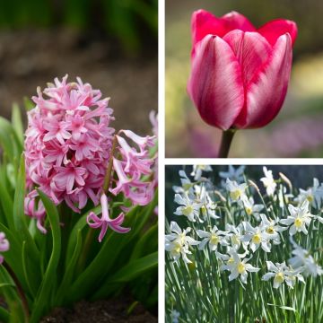 Assortimento delle Baleari: giacinti + tulipani + narcisi
