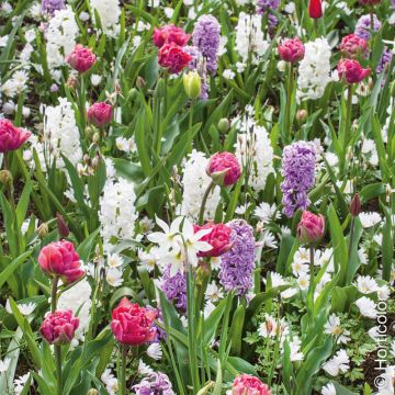 Assortimento Diane: giacinti + tulipani + narcisi Assortimento Diane: giacinti + tulipani + narcisi