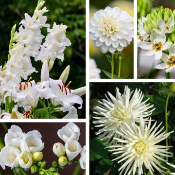 Assortimento Paradio per cespugli