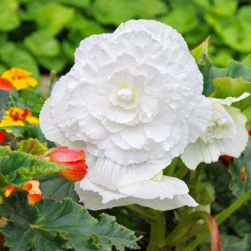 Begonia NON STOP ® Bianca Begonia NON STOP ® Bianca