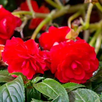 Begonia NON STOP ® Rossa Begonia NON STOP ® Rossa