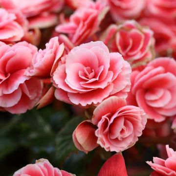 Begonia a fiori di camelia