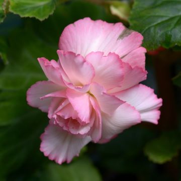 Bégonia Prima Donna Clair de Lune®