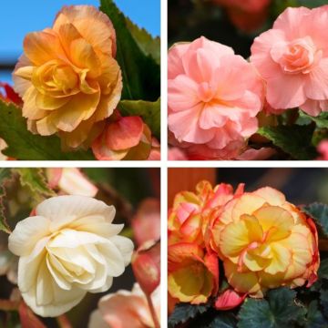 Begonie doppia a cascata pastello in mix