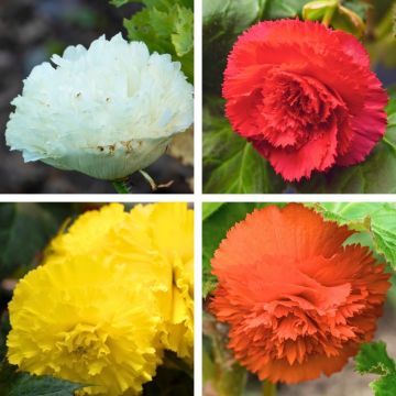 Begonie a fior di garofano in mix