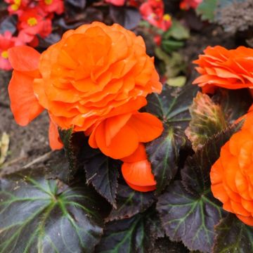 Begonia NON STOP ® Arancione Begonia NON STOP ® Arancione