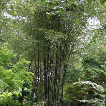 Bambù Phyllostachys Nigra