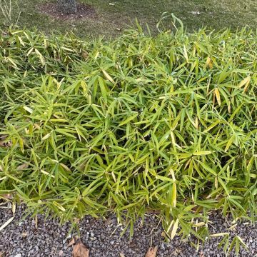 Bambù Pleioblastus Distichus