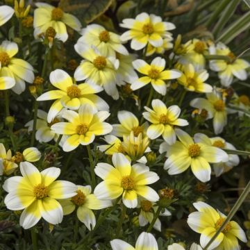 Bidens Spicy Electric White Bidens Spicy Electric White