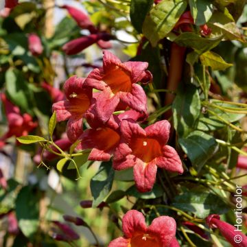 Bignonia o Campsis capreolata var. Atrosanguinea
