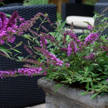 Mini-Buddleia FREE PETITE DARK PINK ® ou arbre à papillons