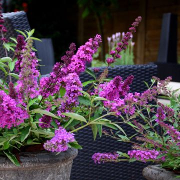 Mini-Buddleia FREE PETITE TUTTI FRUITTI ® ou arbre à papillons