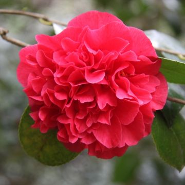 Camelia Kramer's Supreme