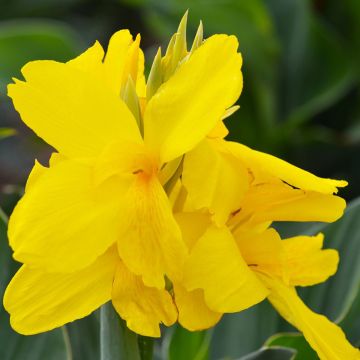 Canna nana Salsa