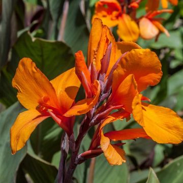 Canna Semaphore