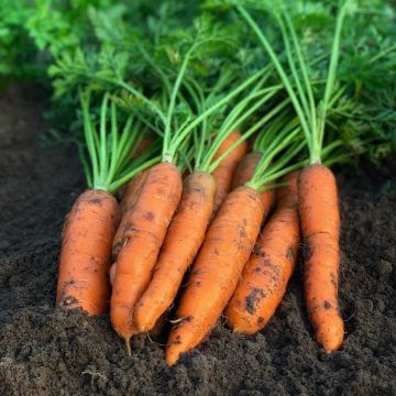 Carota nantese migliorata 3 BIO