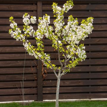 Ciliegio Nano GARDEN BING ®