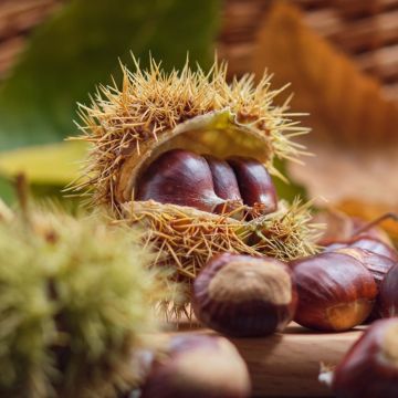 Castagno Marron de Lyon