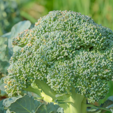 Chou Brocoli Koros F1