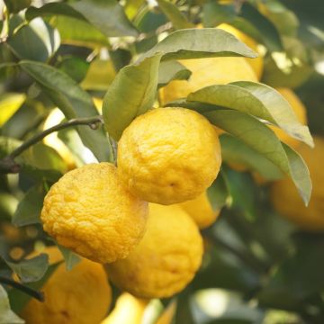 Cedro Yuzu o Citrus X junos