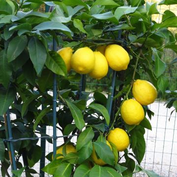 Limone Meyer o Citrus limon Meyer